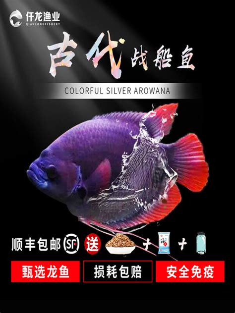 戰船魚吃什麼|最大的招財魚 古代戰船可以長到70釐米